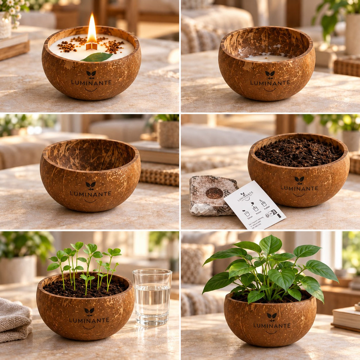 Les 6 étapes de la bougie Luminante Fleur de Coton : de la flamme aux jeunes pousses, en passant par le kit de plantation