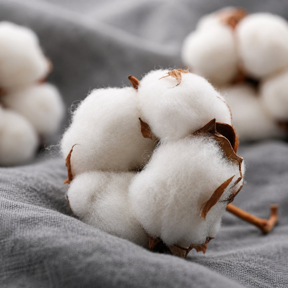 Fleur de coton posée sur un tissu gris