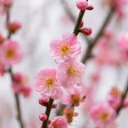Fleurs de cerisier roses en pleine floraison sur leur branche