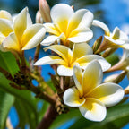 Fleurs tropicales blanches au cœur jaune sur leur branche