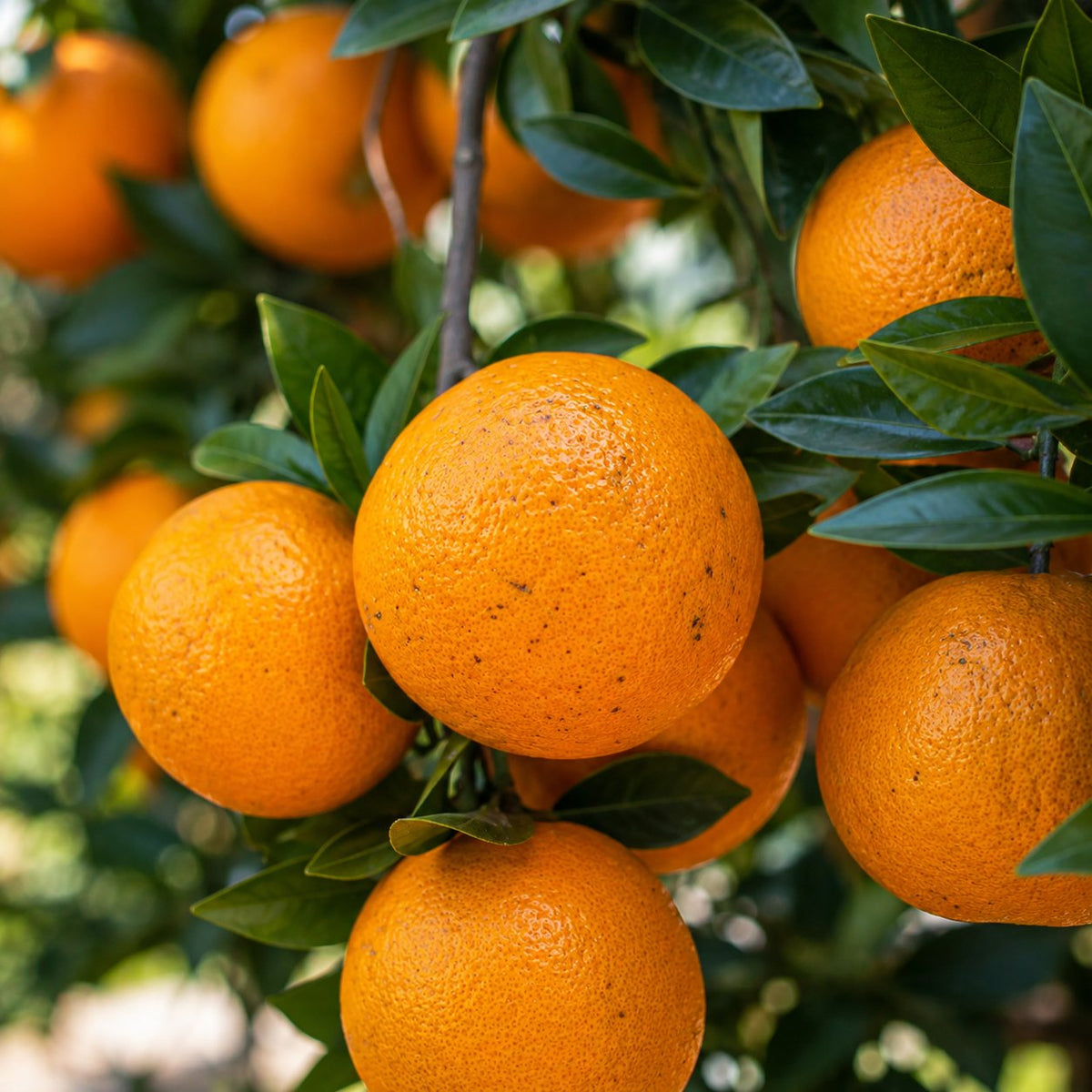 Oranges mûres sur les branches d'un oranger
