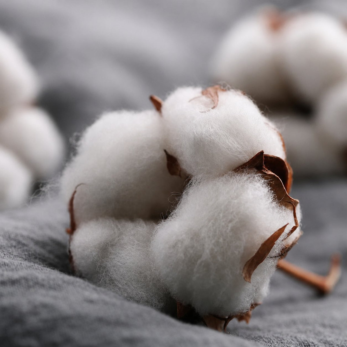 Gros plan sur une fleur de coton ouverte, posée sur un tissu gris