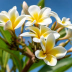 Fleurs de frangipanier blanches à cœur jaune sur leur branche, devant un ciel bleu