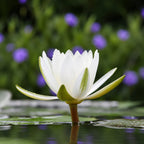 Fleur de lotus blanche ouverte à la surface d'un étang, couverte de gouttes d'eau