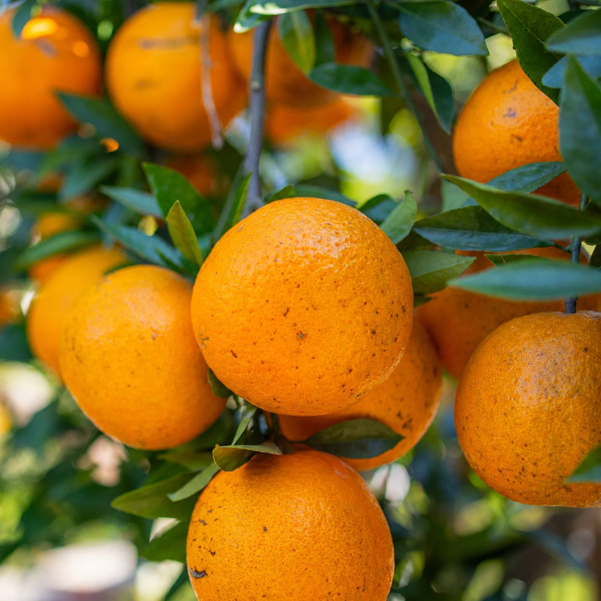 Oranges mûres sur les branches d'un oranger